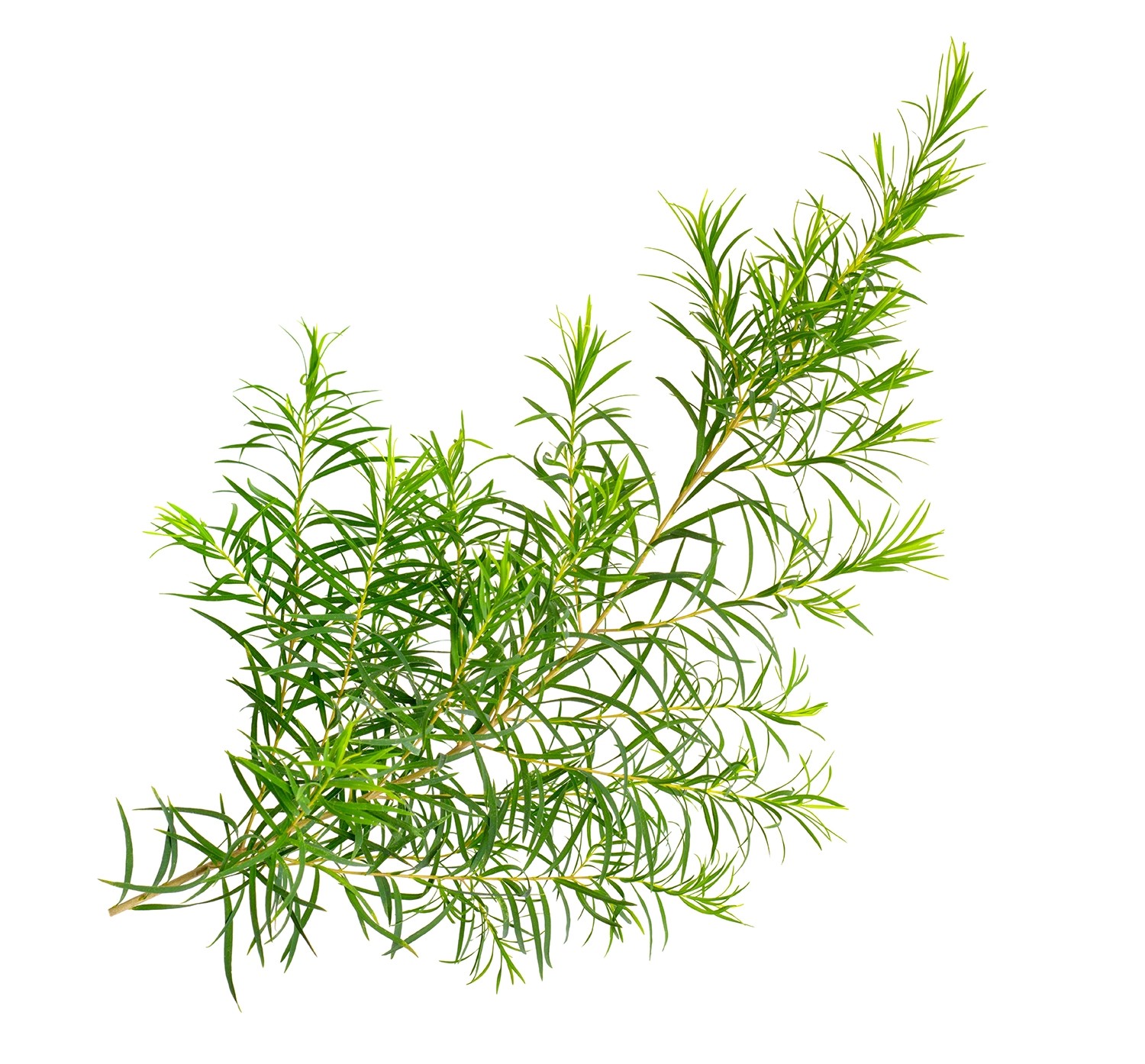 Olejek z drzewa herbacianego | 10ml | Mokosh