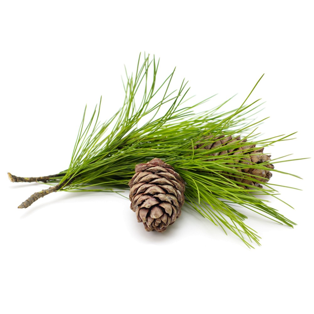 Olejek cedrowy | 10ml | Mokosh