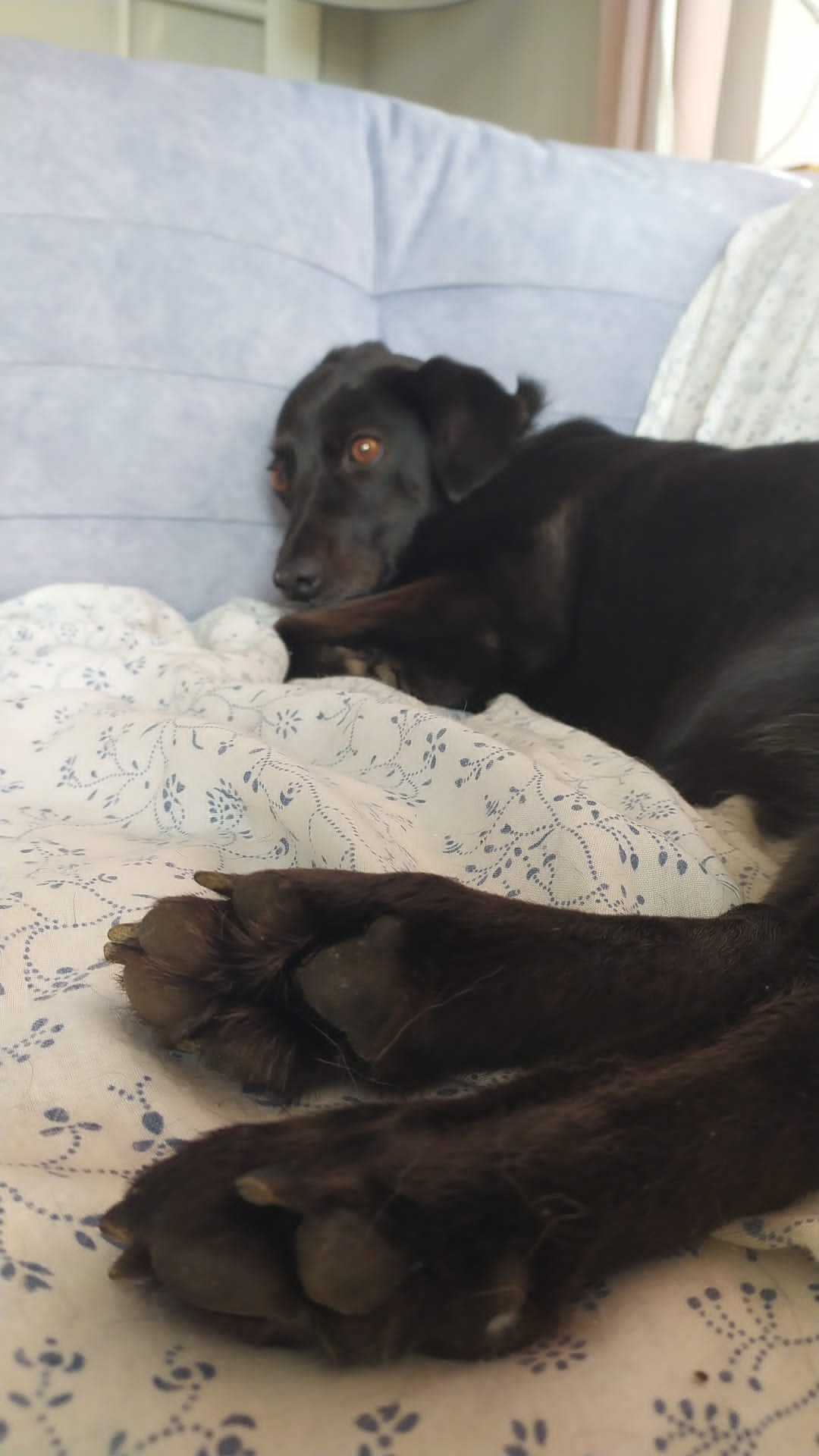 Psiampon kokosowy do mycia łapek i całego pupila | 2 x 30g | auna4fauna