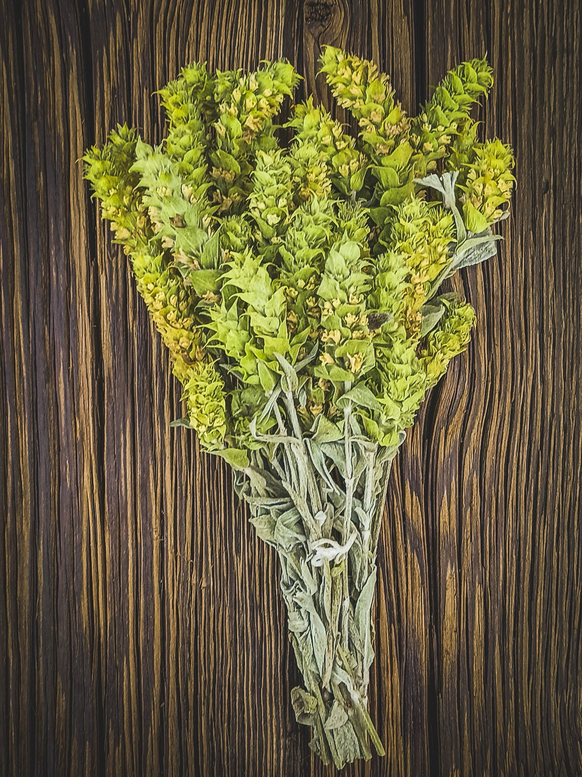 Gojnik Górski | herbata górska z Grecji | 30 g | Tatrzańska Spiżarnia