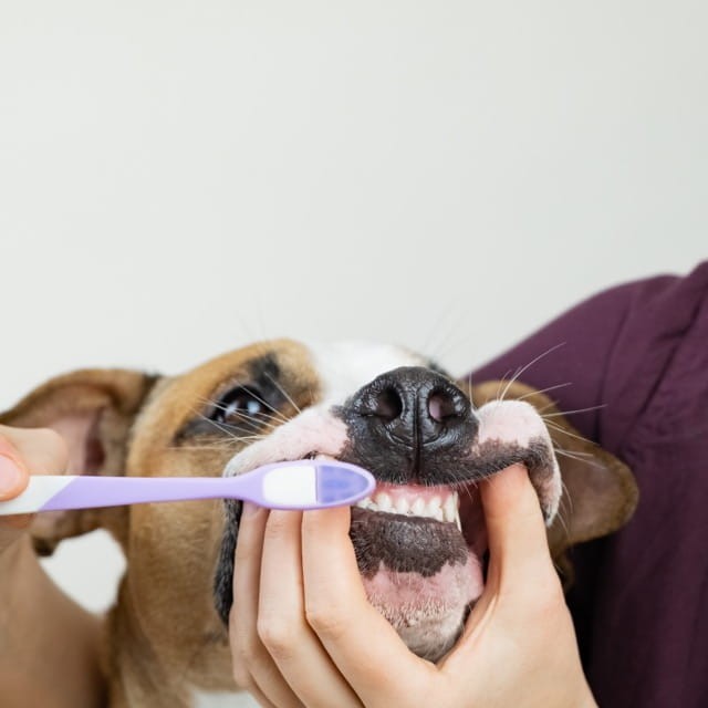 pasta do psich zębów - neutralizuje zapach i usuwa kamień | 60ml | auna